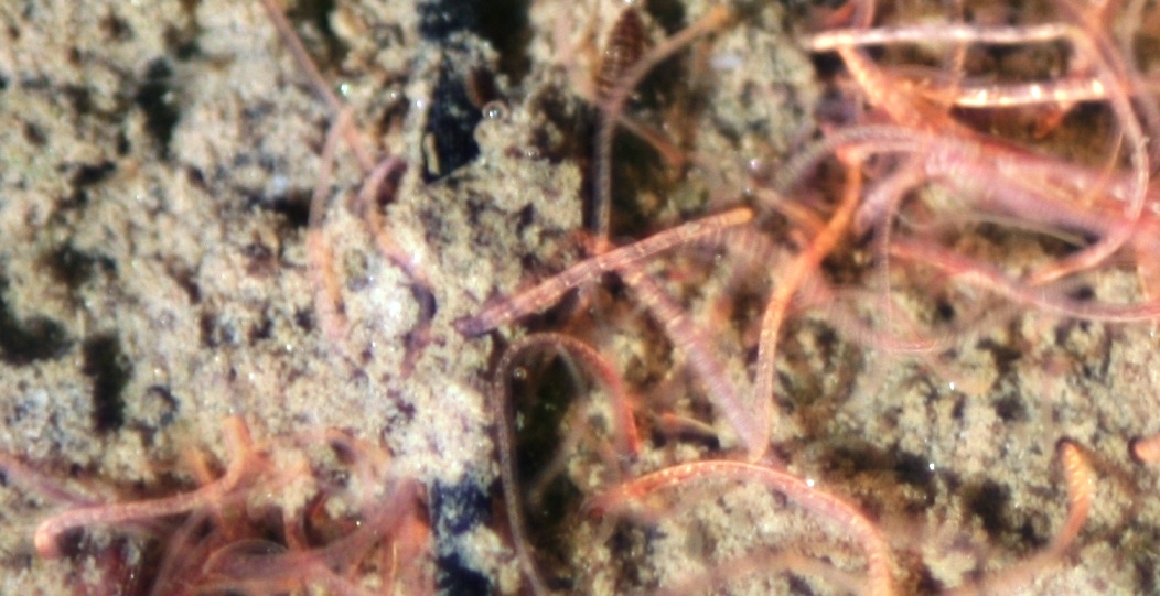 Annelids